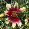 Krásnoočko Sunstar Rose květník 0,5l
