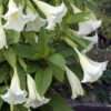 Durman ‘Alba’ – bílý květ 20-30 cm