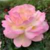 Růže ‘Gloria Day’ květník 1l