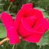 Růže ‘Big Purple’ růžová květník 1l