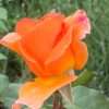 Růže ‘Monika’ oranžová, květník 1l