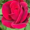 Růže ‘Queen of Bermuda’, květník 1l