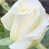 Růže ‘Virgo’ keřová bílá, květník 1l