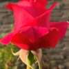 Růže ‘Komet’ červená, květník 1l