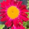 Kopretina ROBINSON’S RED květník 0,5l