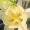 Orlíček ‘S.M. Yellow’ květník 0,5l