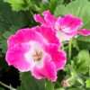 Muškát ‘Bermuda Pink’ květník 0,5l