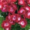 Muškát ‘Bermuda Red’ květník 0,5l