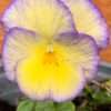 Violka růžkatá ‘Etain’, květník 0,5l