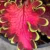 Kopřiva africká Coleus ‘Malibu Red’ květník 0,5l