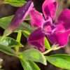 Barvínek purpurový květ,květník 0,5l
