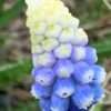Modřenec bílo-modrý, květník 0,5l