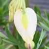 Srdcovka nízká ‘Aurora’ květník 1,3l