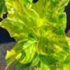 Šeřík světle fialový ‘Aucubaefolia’ 40-50cm