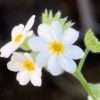 Pomněnka bílý květ, květník 0,5l