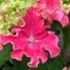 Hortenzie ‘Curly® Sparke Hot Pink, 20-30 cm