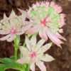 Jarmanka ‘Florance’ květník 0,5l