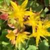 Rozchodník květonosný ‘Weihenstephaner Gold’ 0,33 l