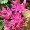 Rozchodník pochybný ‘Purpur’ květník 0,33l