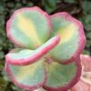Rozchodník sieboldův ‘Mediovariegatum’ květník 0,33l