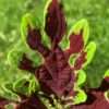 Kopřiva Coleus ‘Malibu Red 2’ květník 0,5l