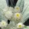 Plesnivka ‘Silberregen’ květník 0,5l