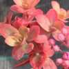 Rozchodník ‘SunSparkler® Wildfire’ květ. 0,3l