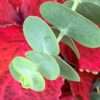 Blahovičník Eucalyptus, kv.0,5l