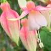 Fuchsie ‘Brenda White’ květník 0,5l