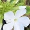 Plamenka ‘White’ květník 0,5l