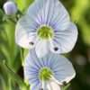 Rozrazil ‘Light Blue’ květník 0,5l