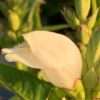 Želvice (štítovka) ALBA květník 0,5l
