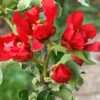 Kdoulovec nádherný ‘Red Joy’ 20-30cm