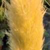 Pampová tráva ‘Esperanta’ květník 1,3l