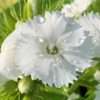 Hvozdík ‘White’ květník 0,5l