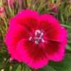 Hvozdík ‘Pink Red’ květník 0,5l