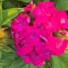 Hvozdík ‘Pink’ květník 0,5l
