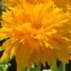 Krásnoočko velkokvěté Pompon Yellow, květník 0,5l