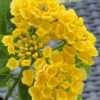 Libora měňavá ‘Bandana Yellow’, květník 0,5l