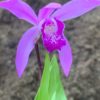 Orchidej vzpřímená, květník 0,5l