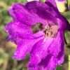 Ostrožka M.F. ‘DarkBlue Black Bee’ květník 0,5l