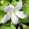 Zvonek dalmatský ‘Clockwise White Blush’ květník 0,5l
