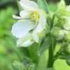 Jirnice bílá květník 0,5l