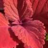 Kopřiva africká Coleus ‘Red Head’ květník 0,5l