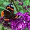Motýlí keř – komule ‘Berries & Cream’ 40-60 cm