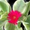 Kosmatec sedmikráskovitý ‘Red’, květník 0,3l