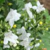 Marulka lékařská ‘Marvelettee White’, květník 0,5l