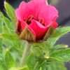 Mochna nepálská ‘Miss Willmott’, květník 0,5l