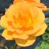 Růže KORDES ‘Portoroz’® oranžová, květník 1l