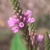 Verbena šípová Pink, sporýš květník 0,5l